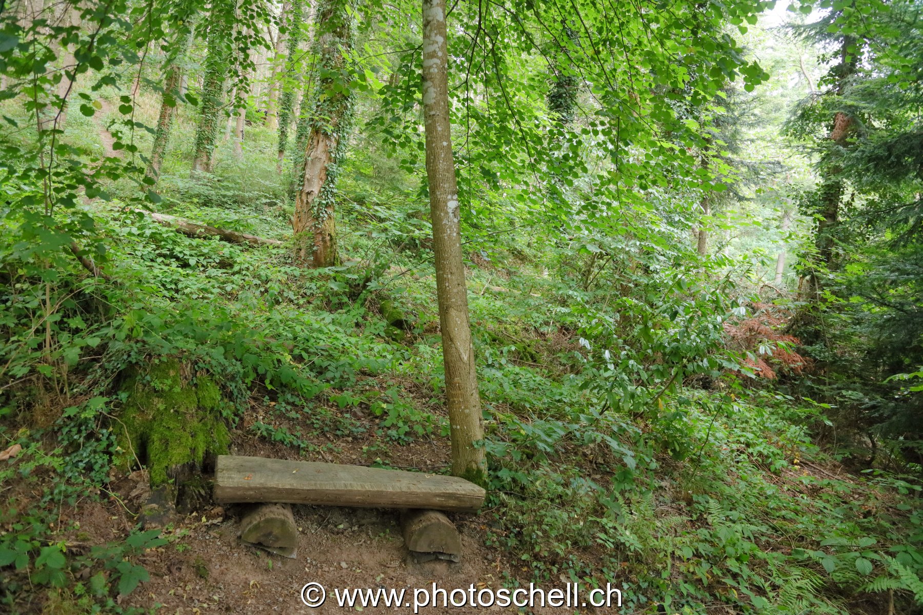 Banc en forêt