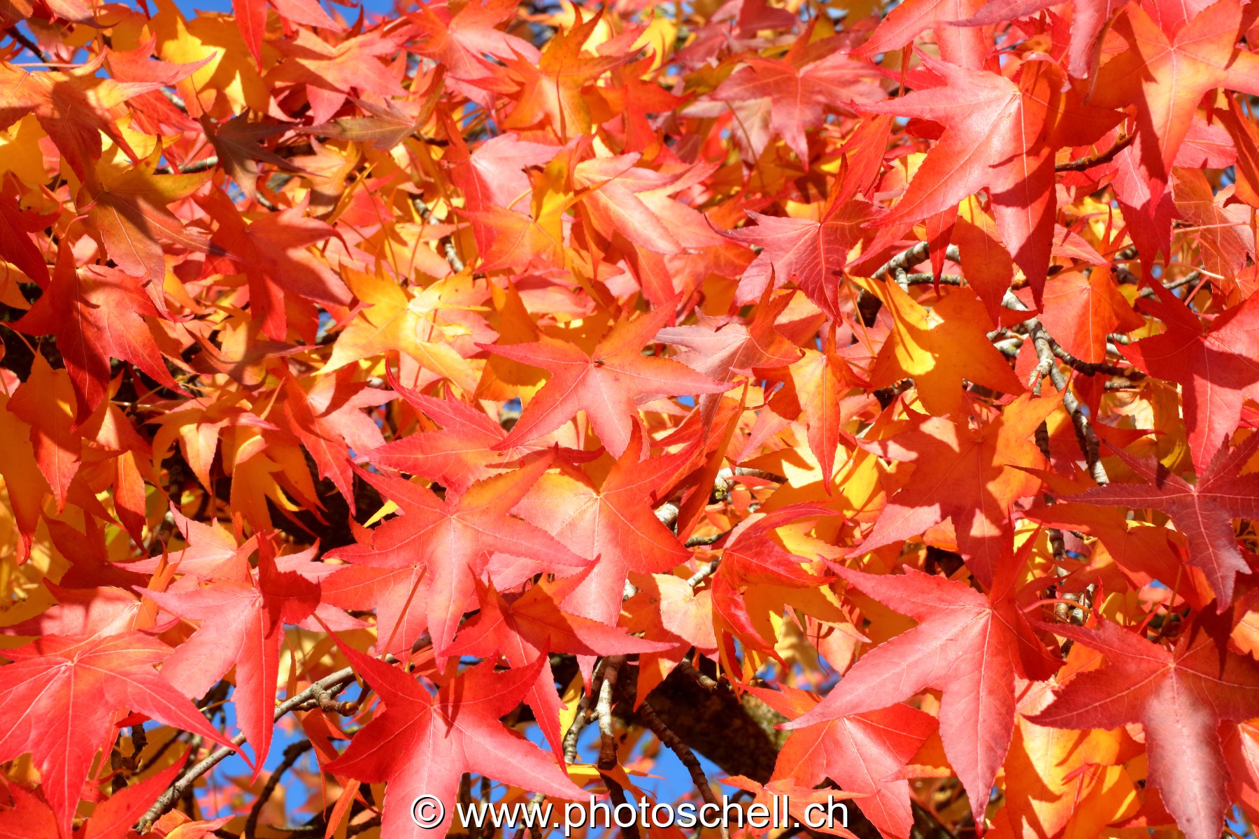 Couleurs d'automne