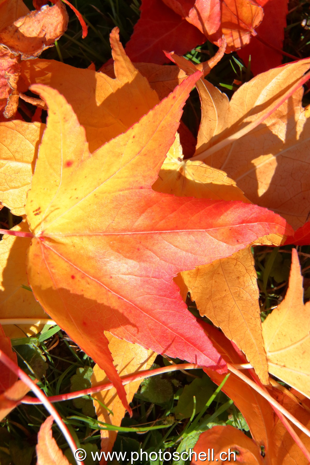 Couleurs d'automne