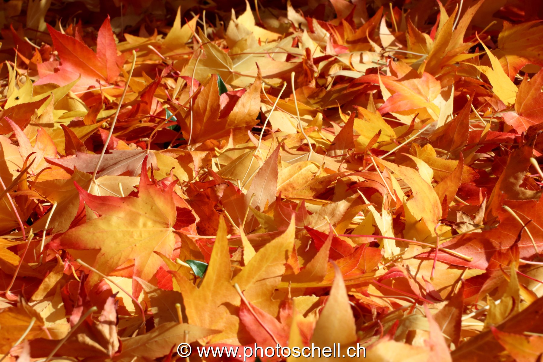 Couleurs d'automne