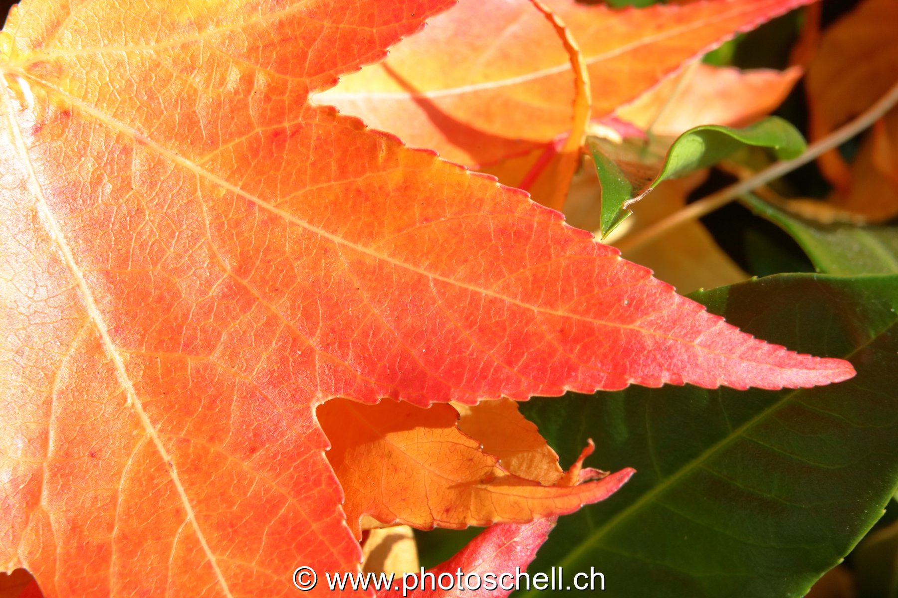 Couleurs d'automne