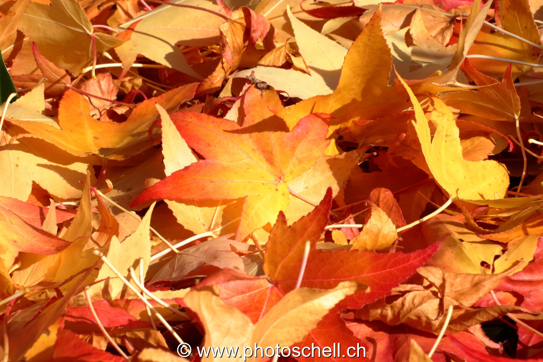 Couleurs d'automne