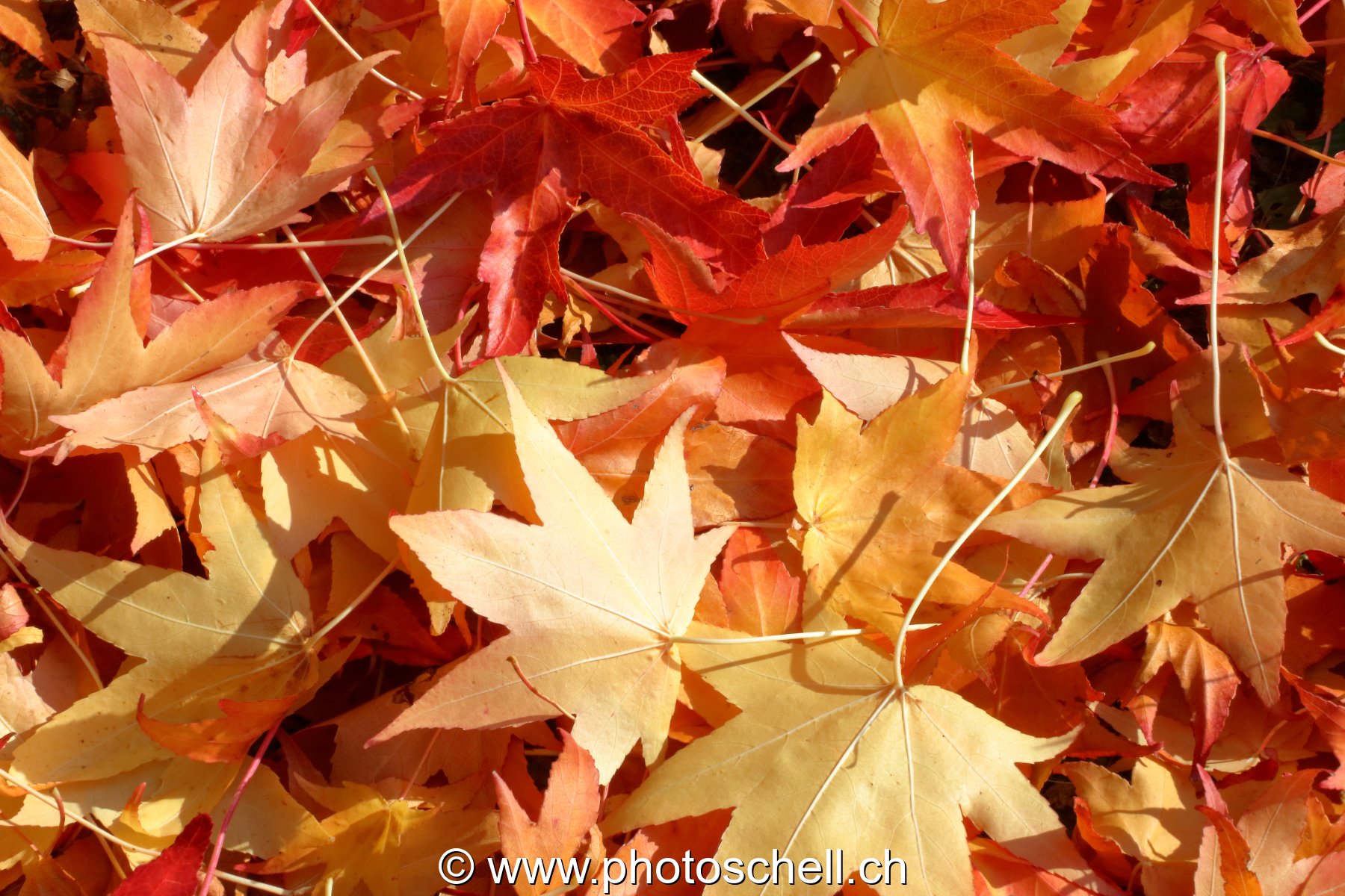 Couleurs d'automne