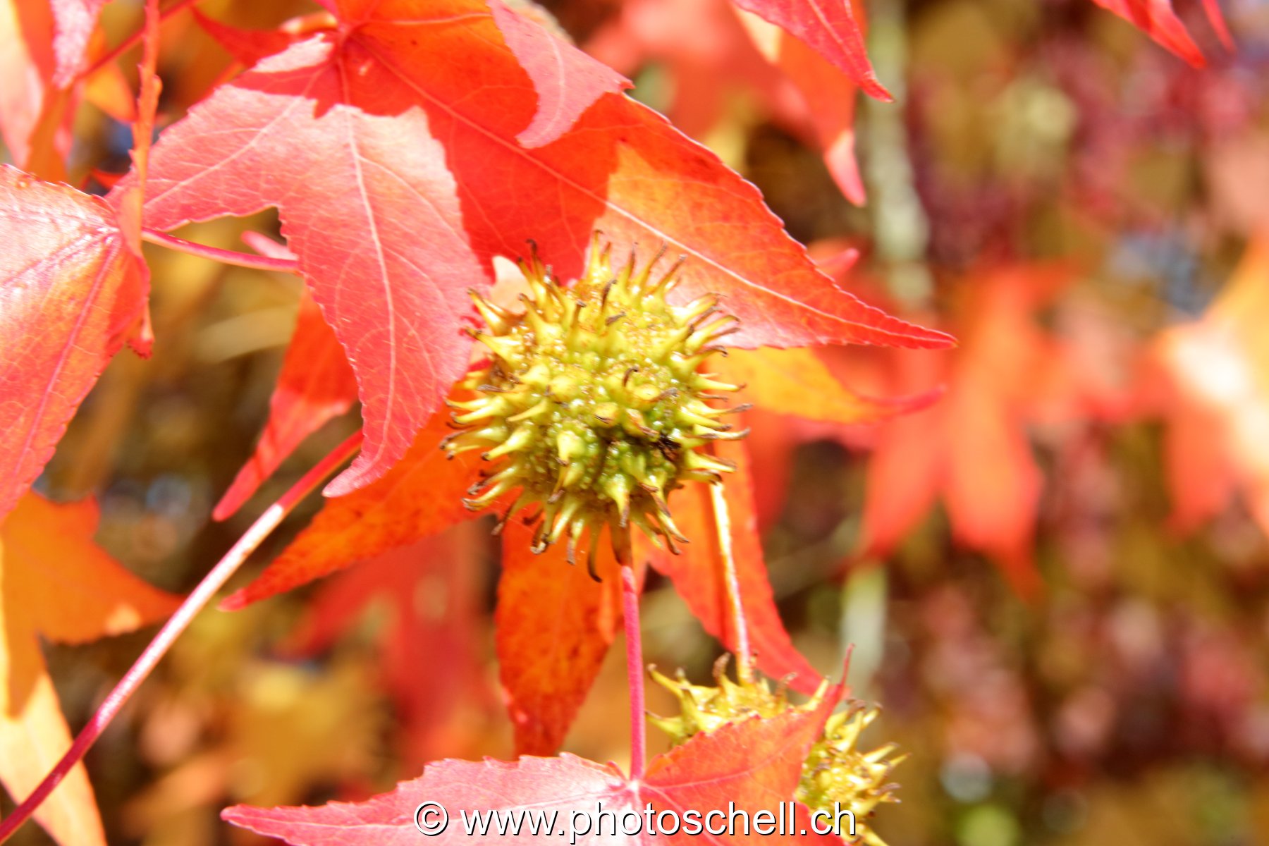 Couleurs d'automne