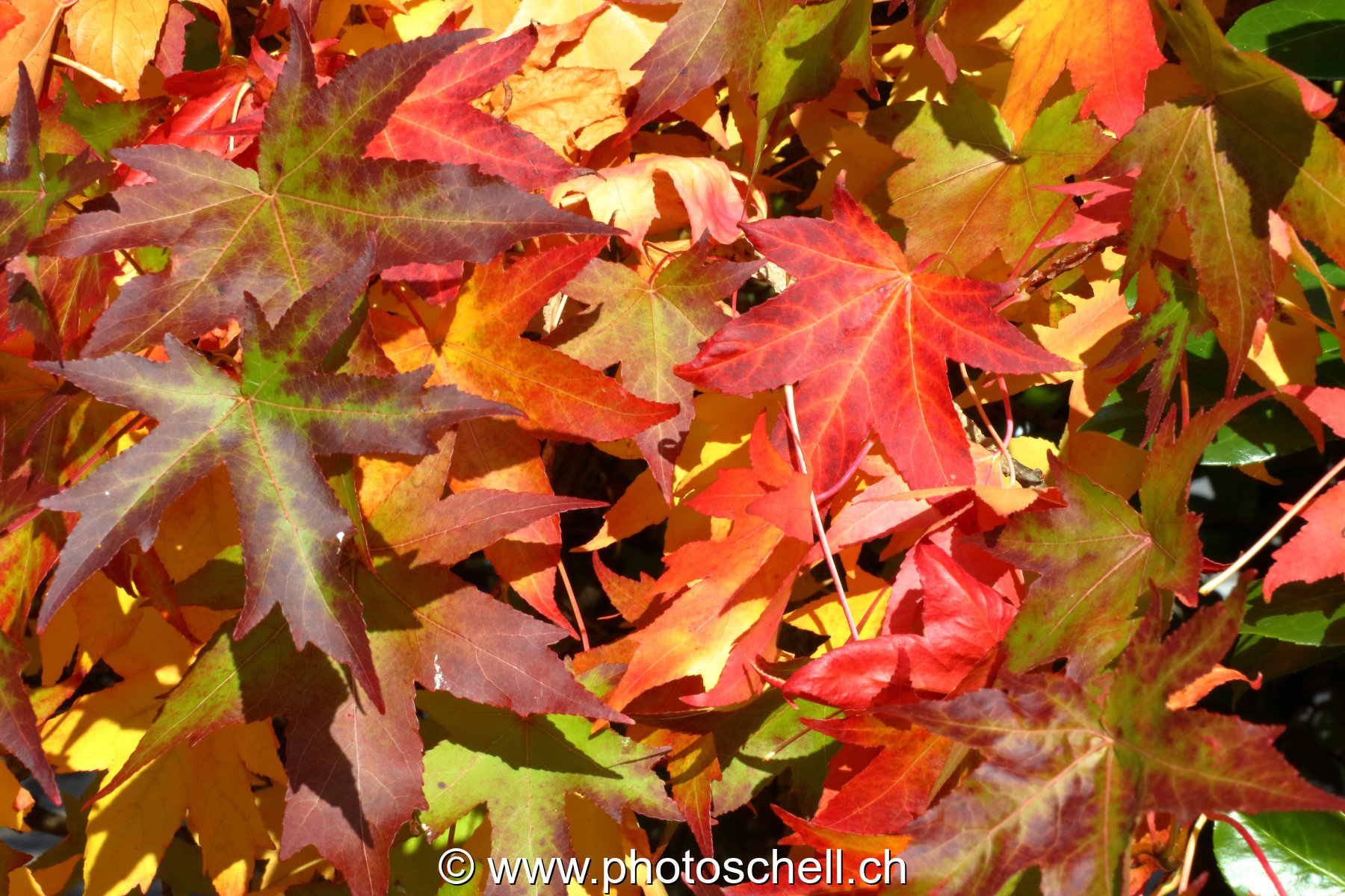 Couleurs d'automne