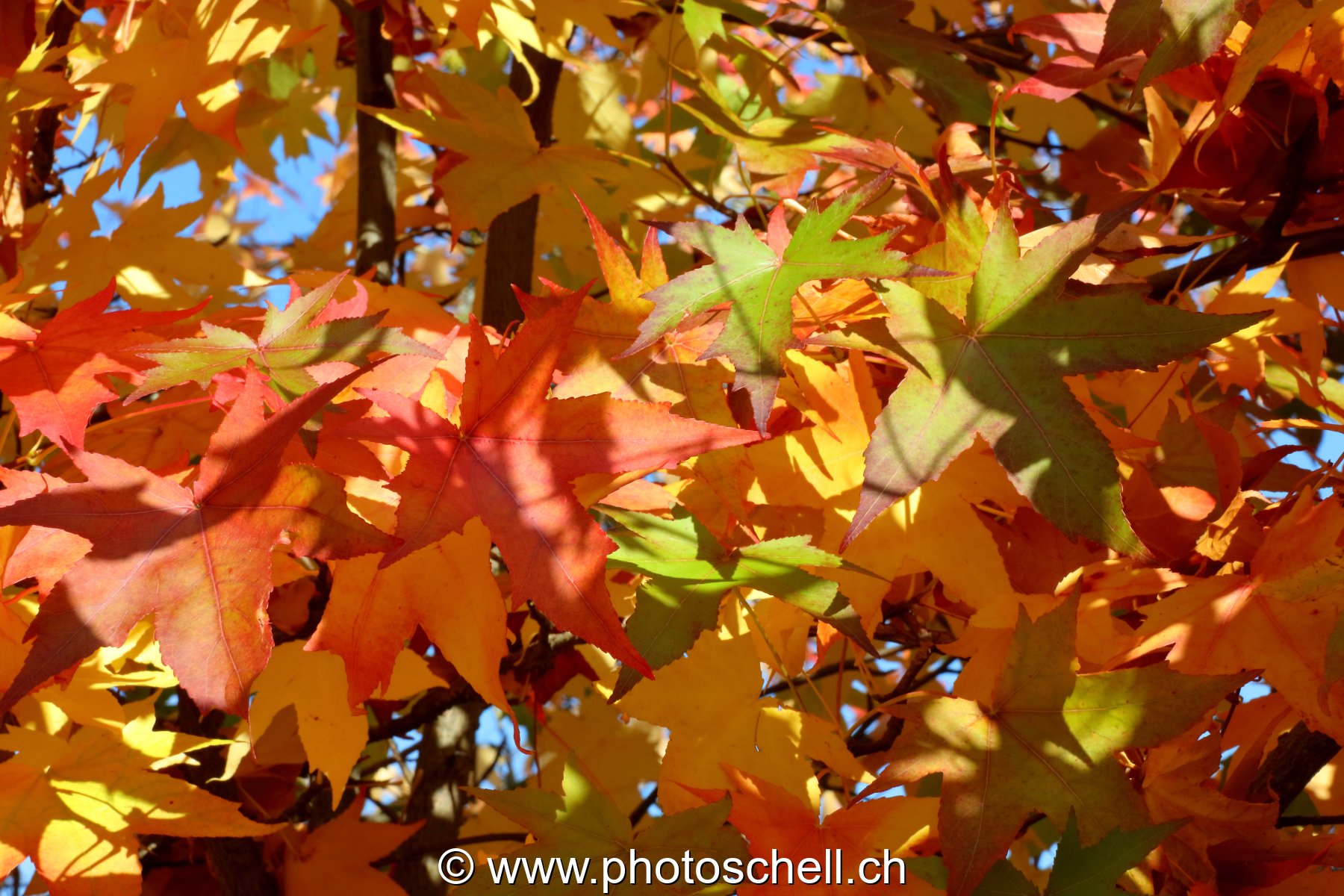 Couleurs d'automne