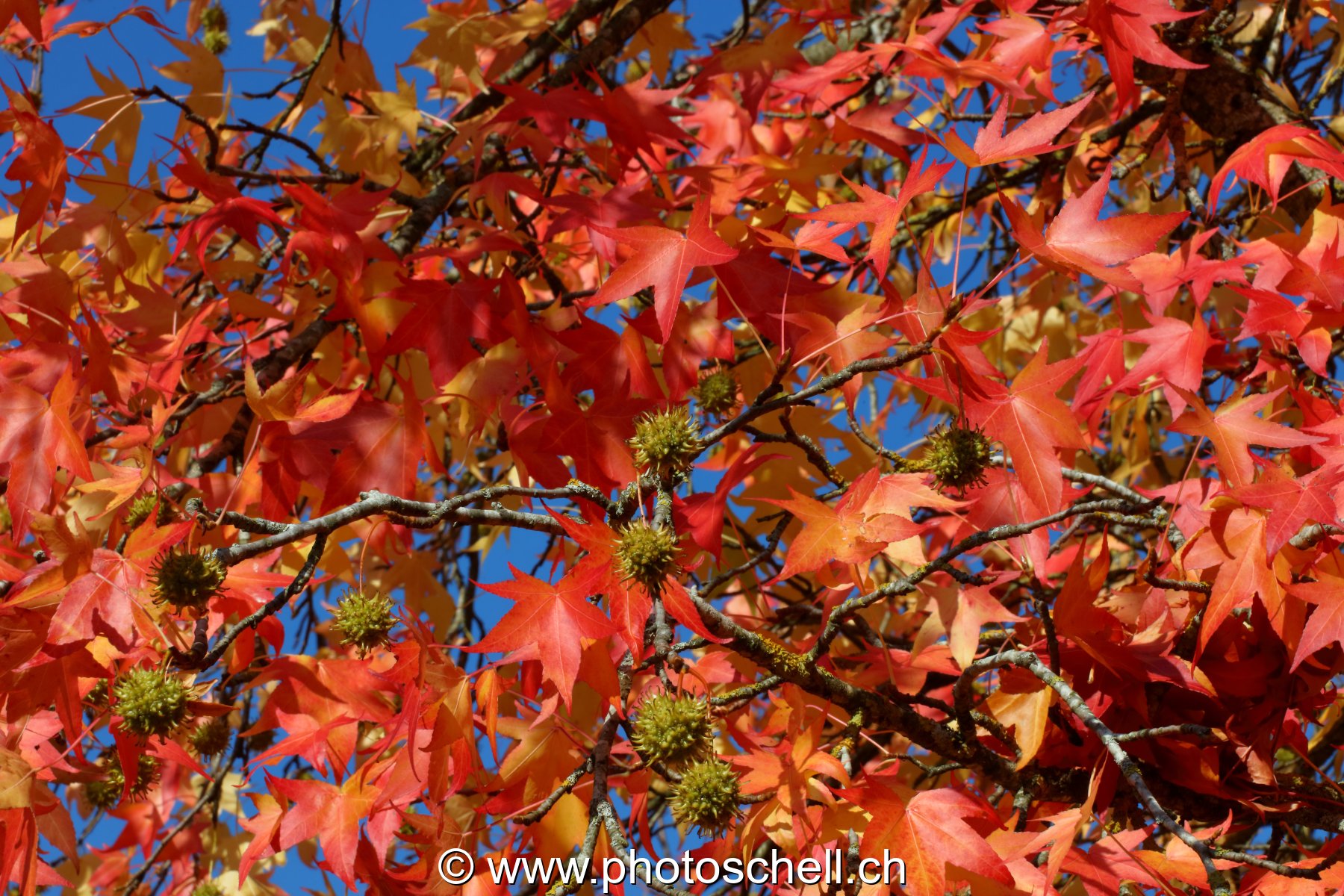 Couleurs d'automne