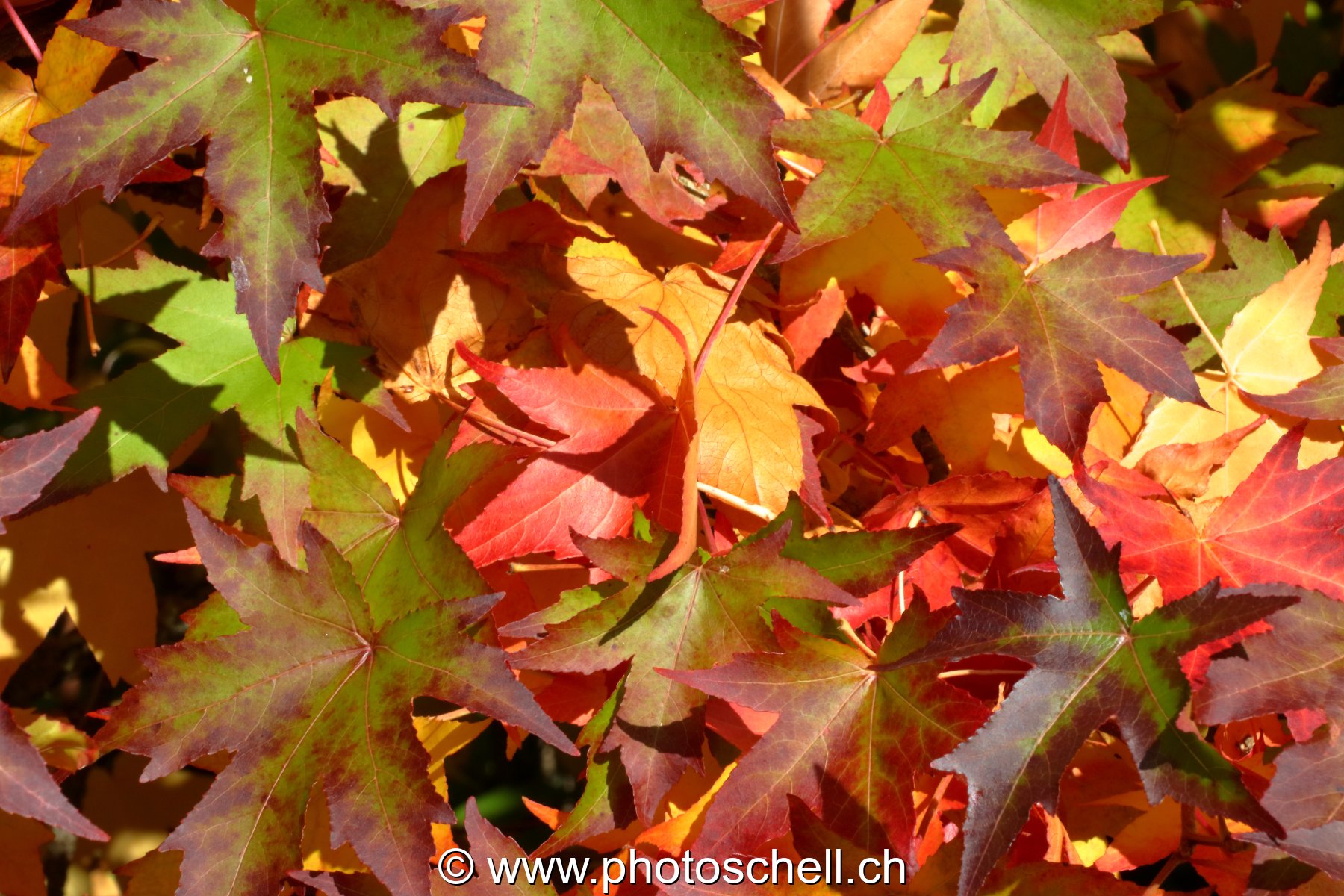 Couleurs d'automne