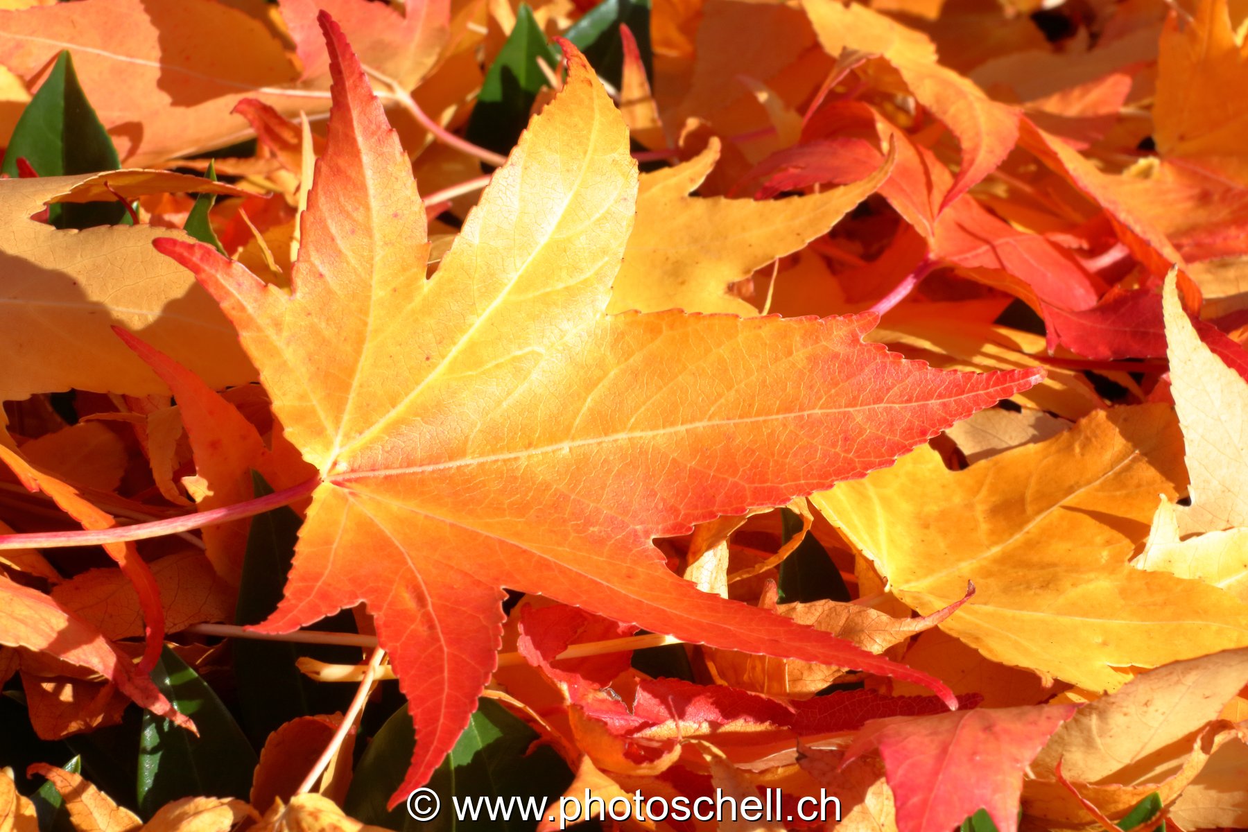 Couleurs d'automne