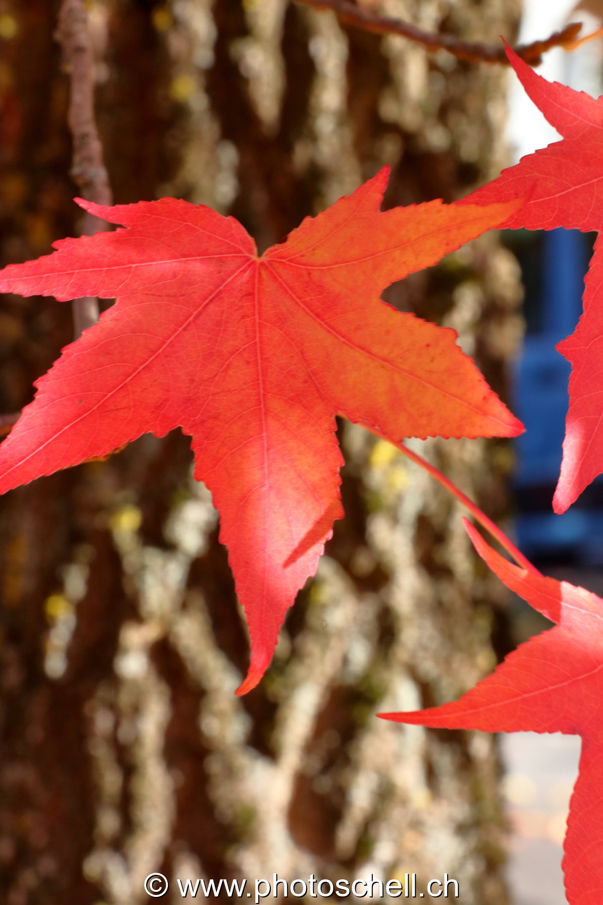 Couleurs d'automne
