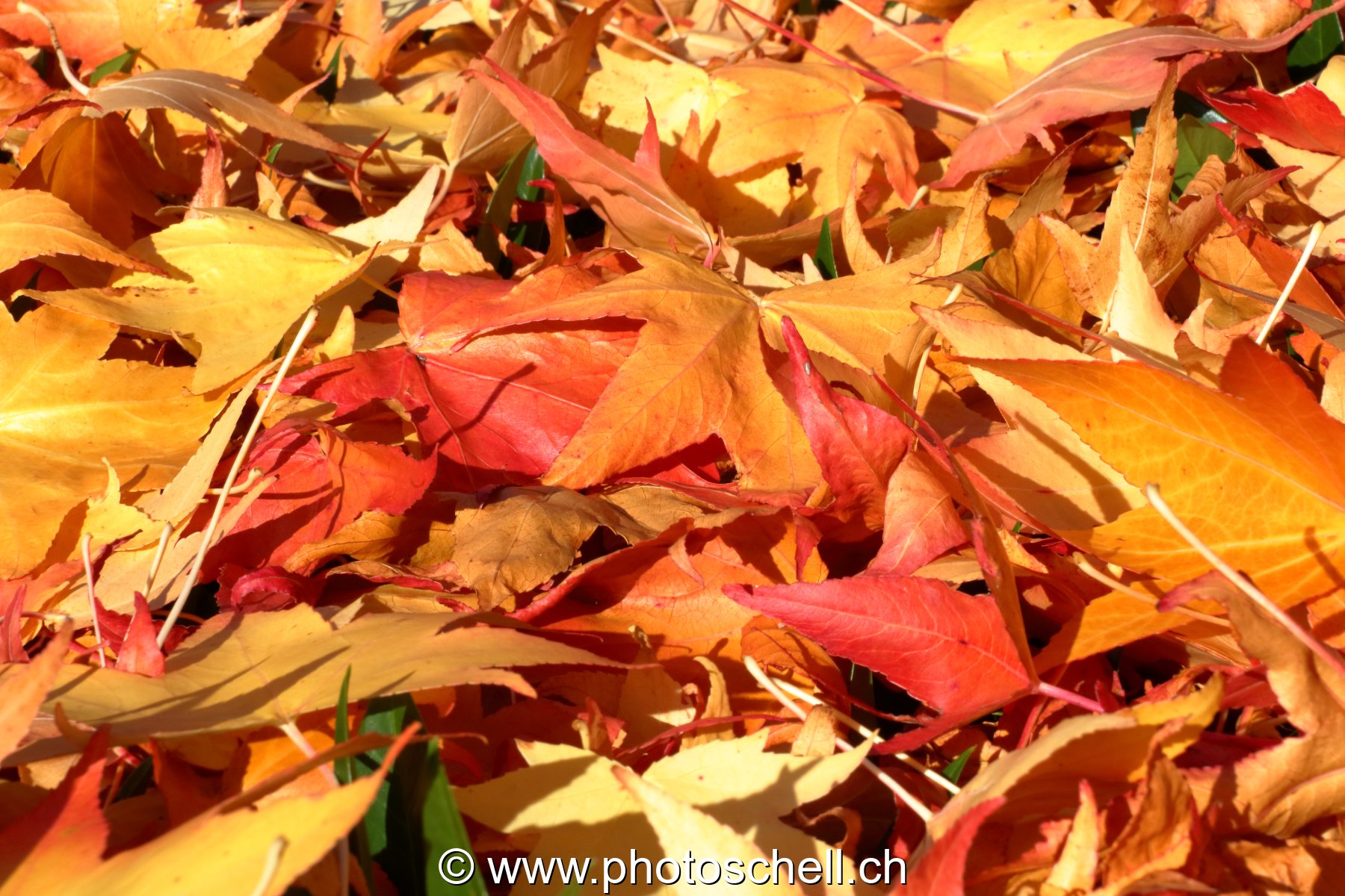 Couleurs d'automne