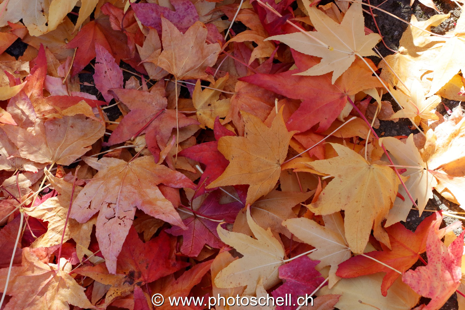 Couleurs d'automne