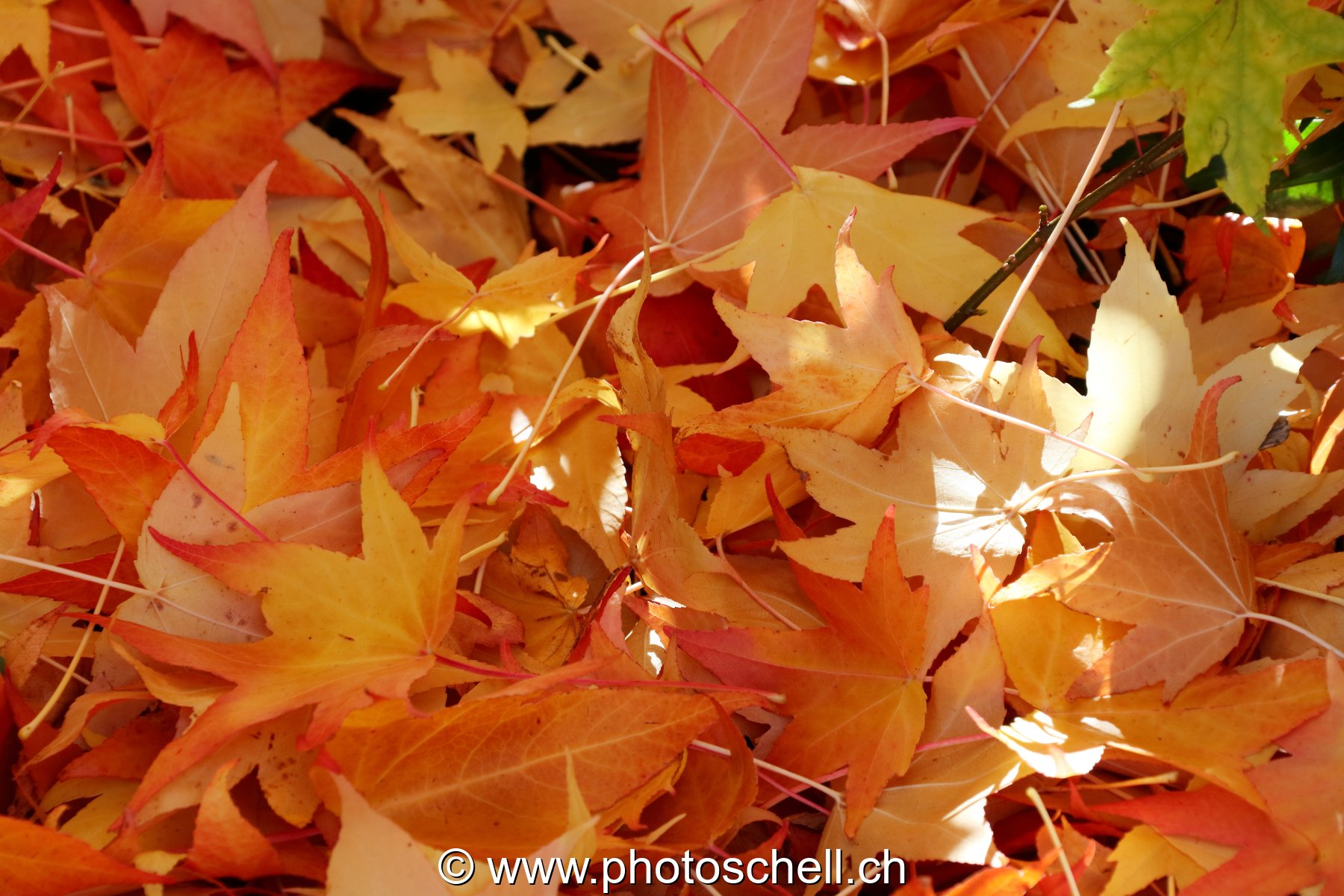 Couleurs d'automne