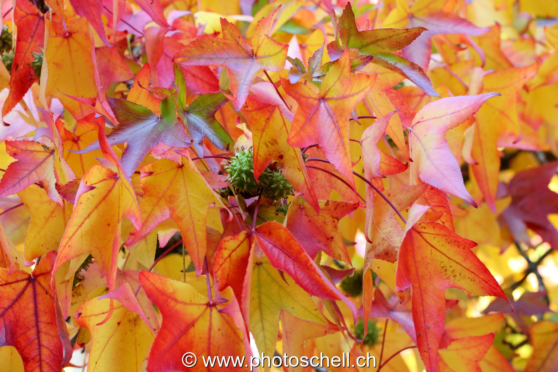 Couleurs d'automne
