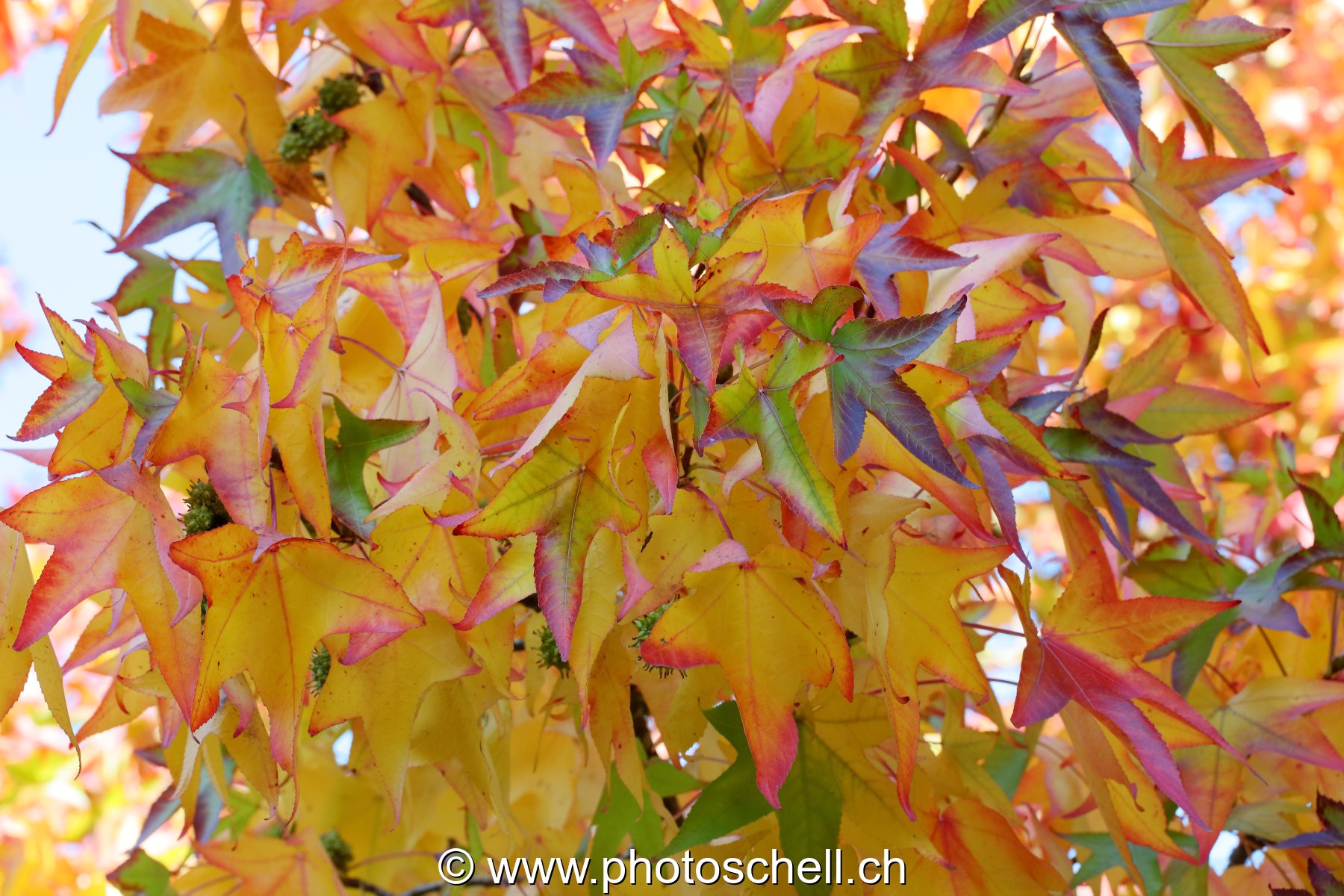 Couleurs d'automne