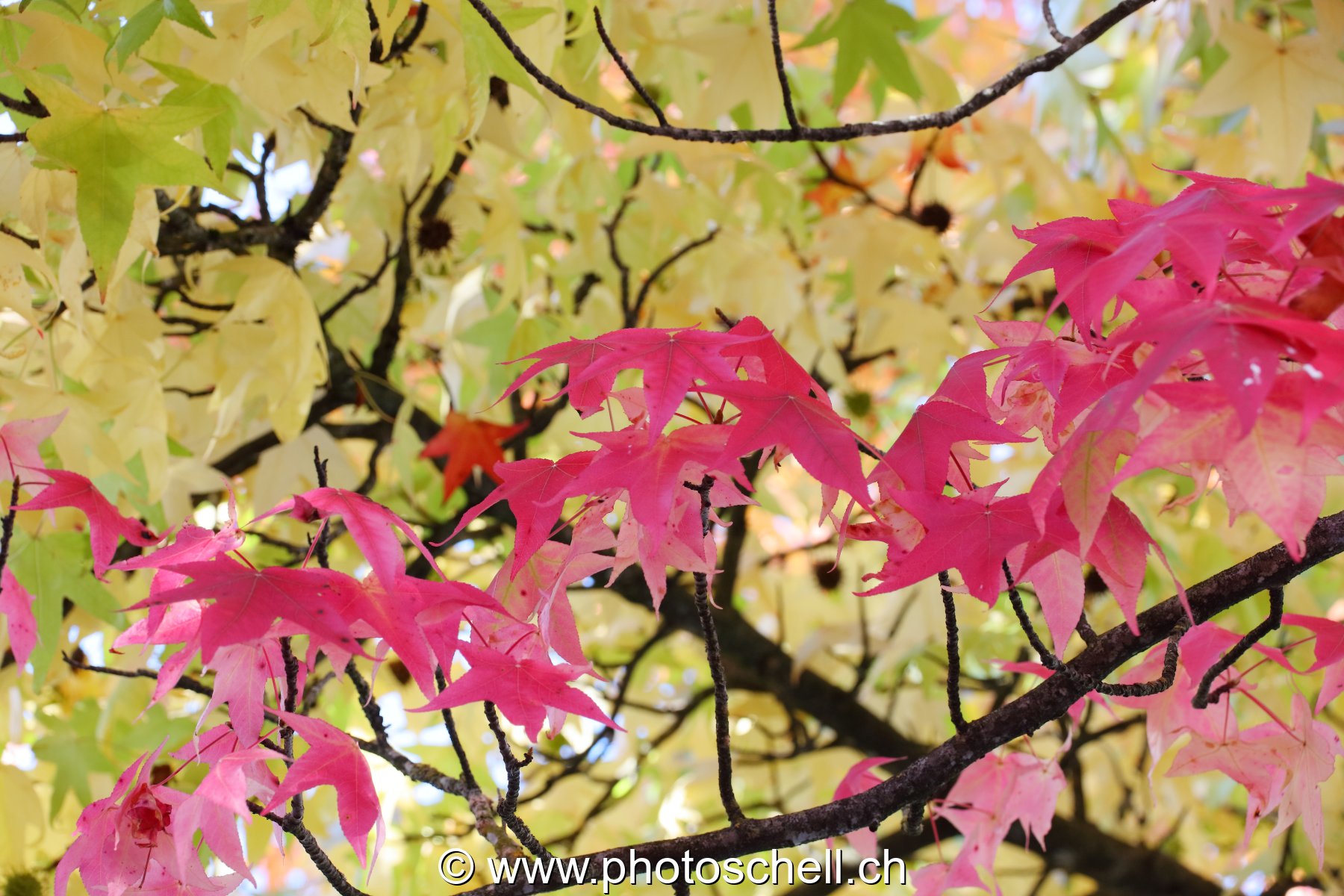 Couleurs d'automne