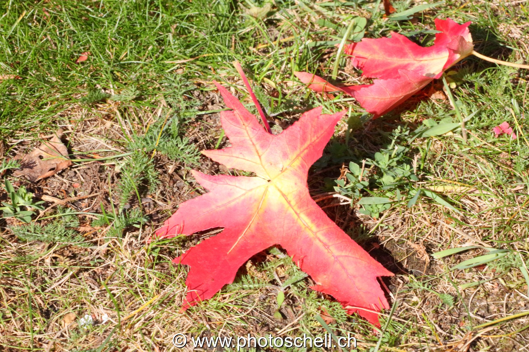 Couleurs d'automne