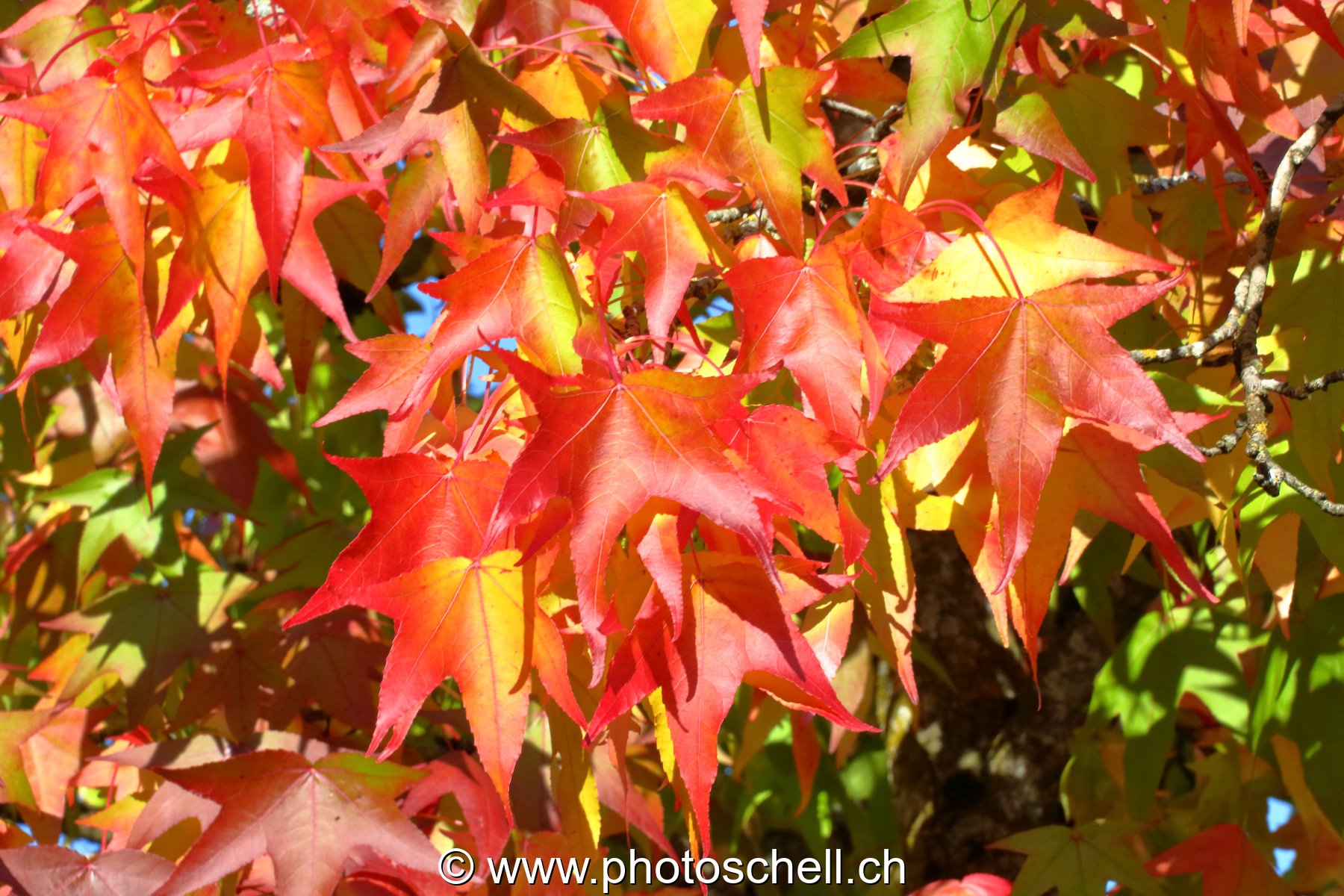 Couleurs d'automne