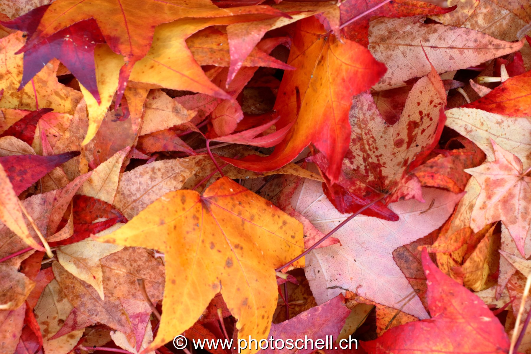 Couleurs d'automne