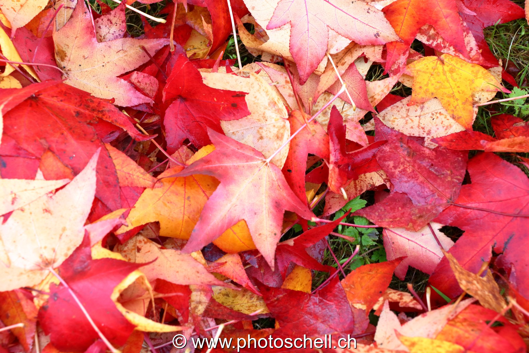 Couleurs d'automne