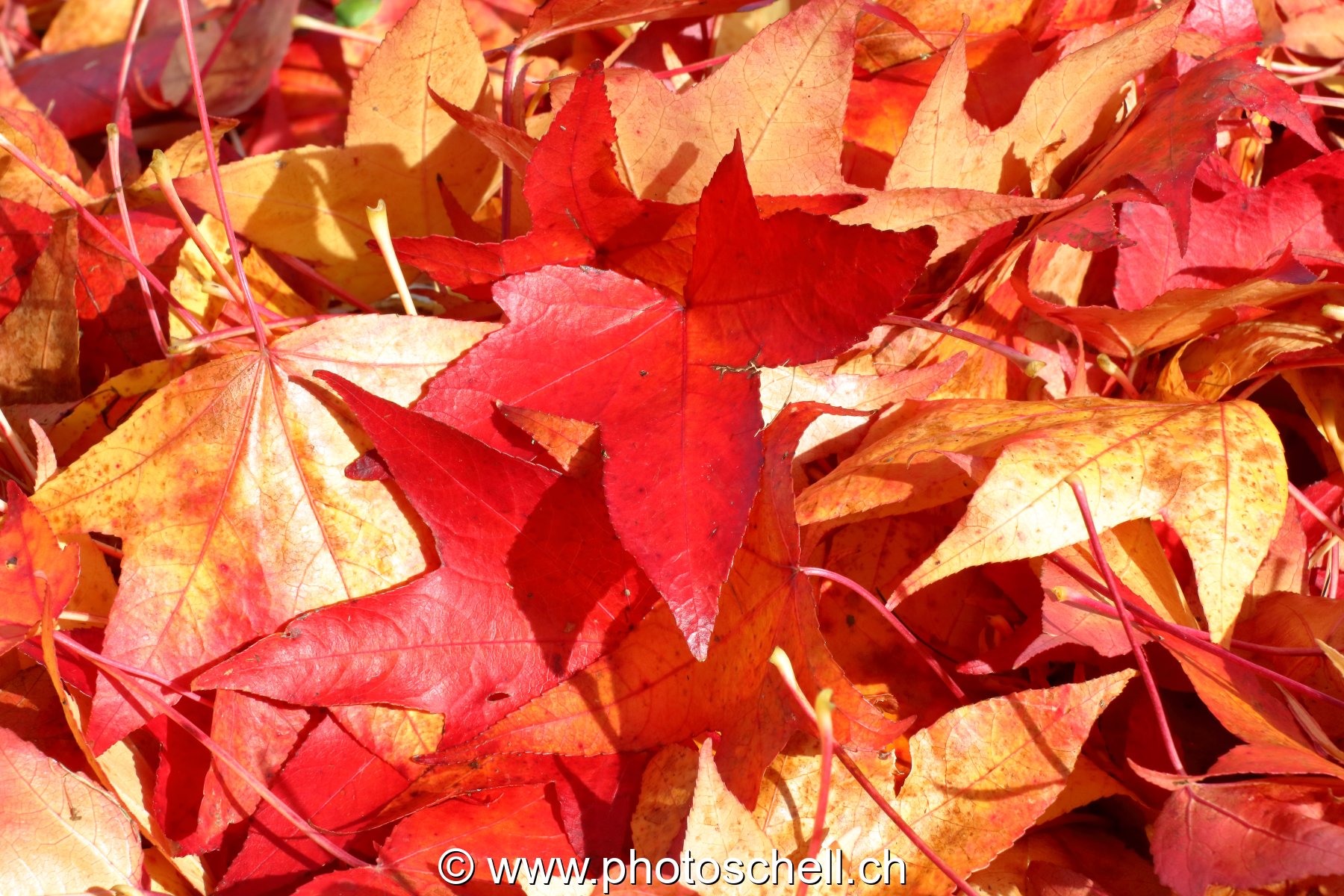Couleurs d'automne