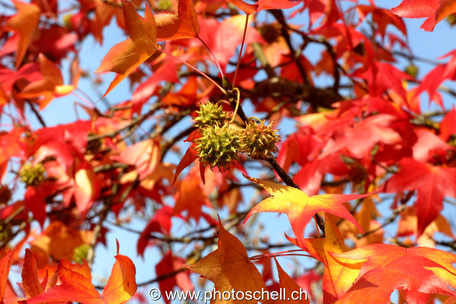 Couleurs d'automne