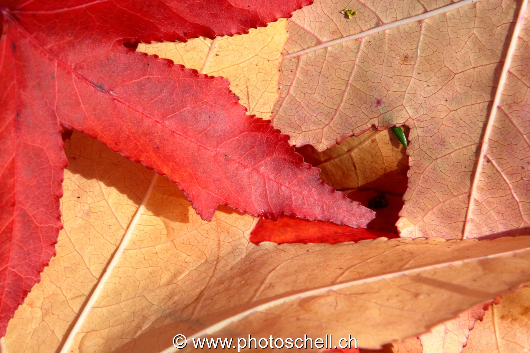Couleurs d'automne