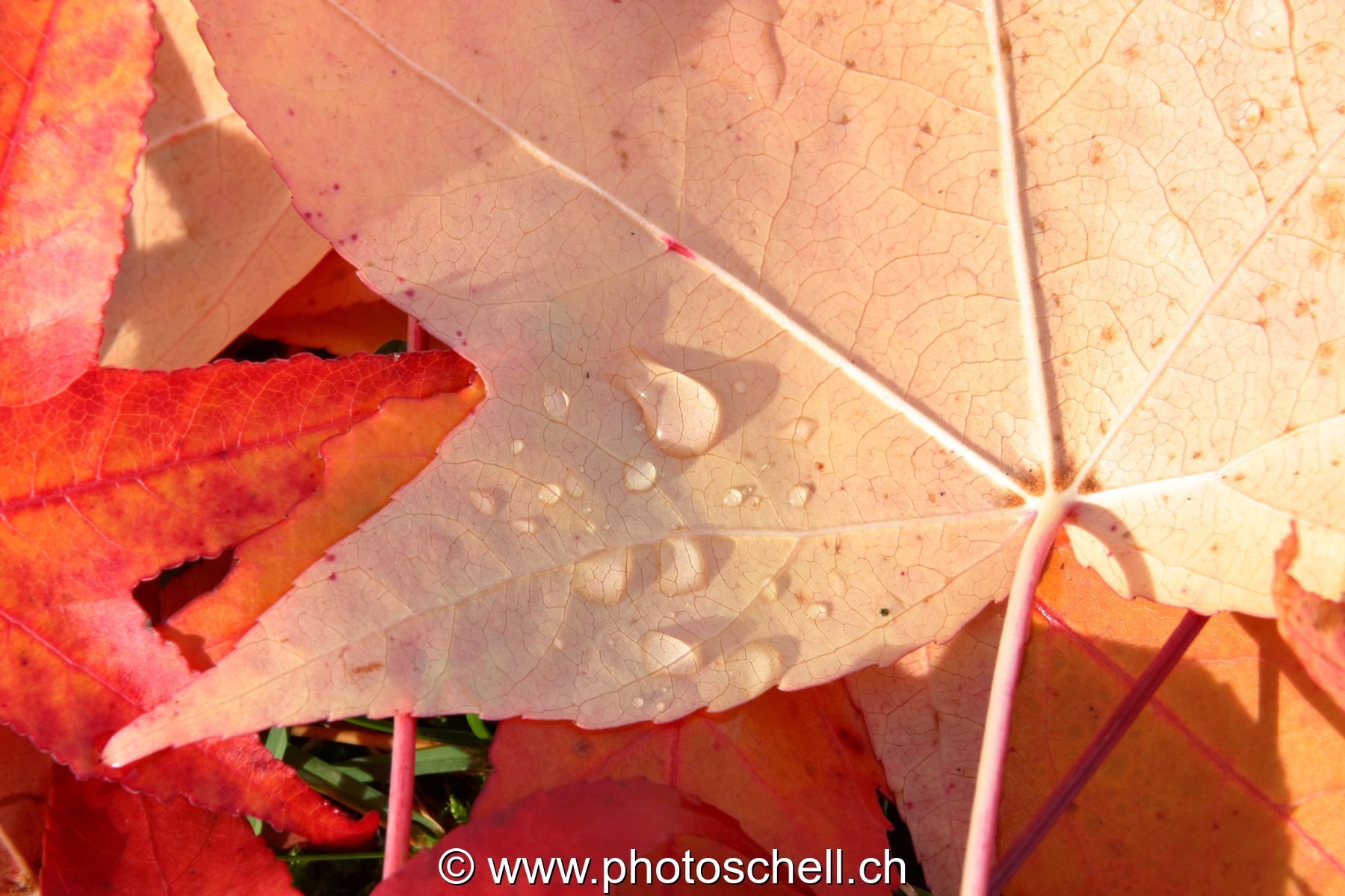Couleurs d'automne