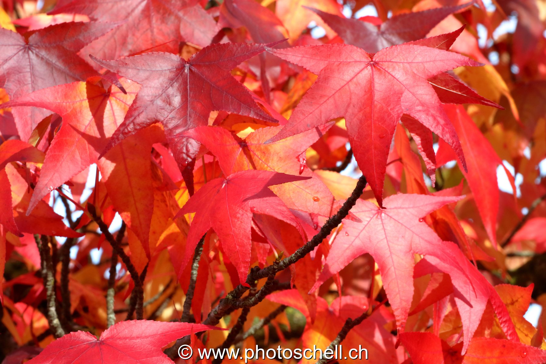 Couleurs d'automne