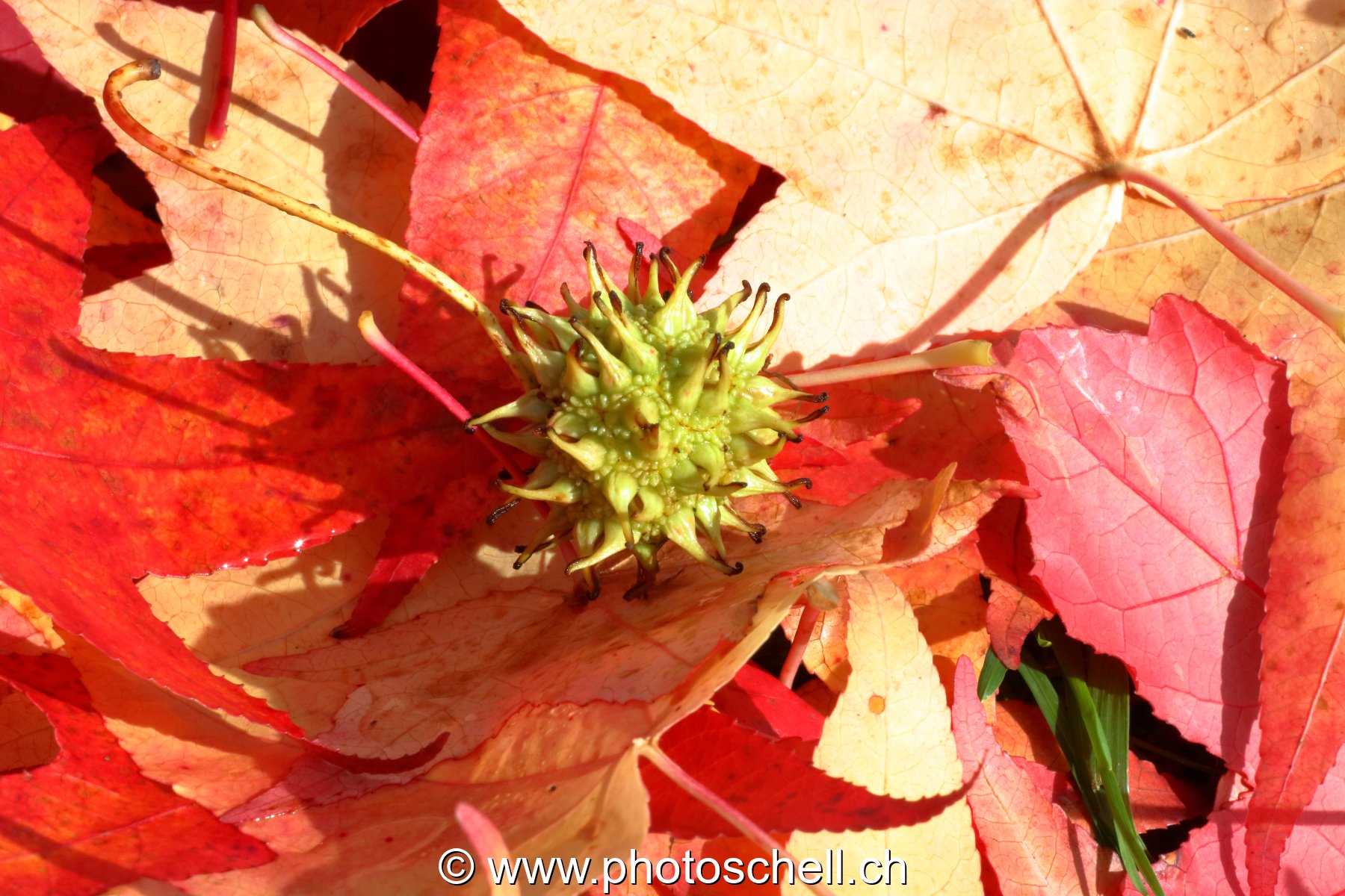 Couleurs d'automne
