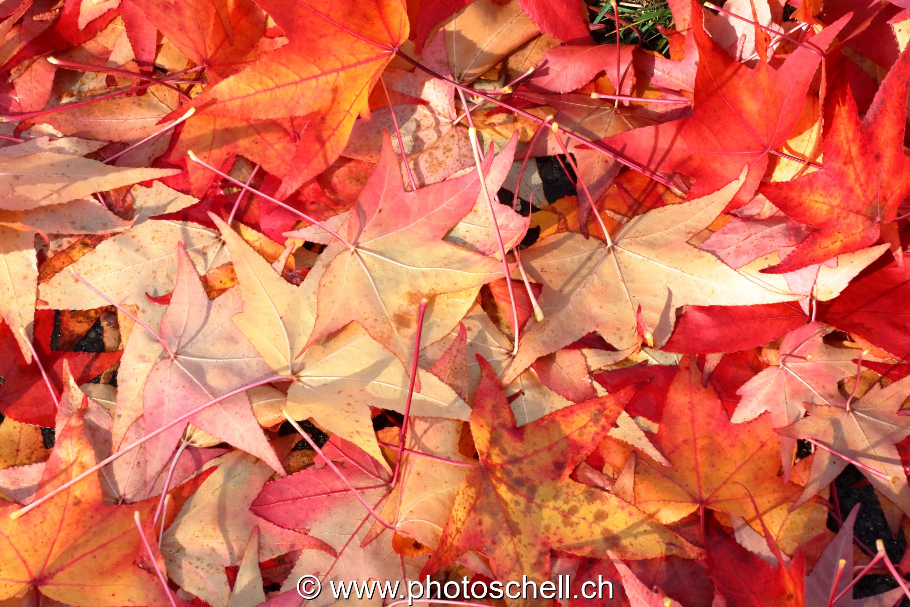 Couleurs d'automne
