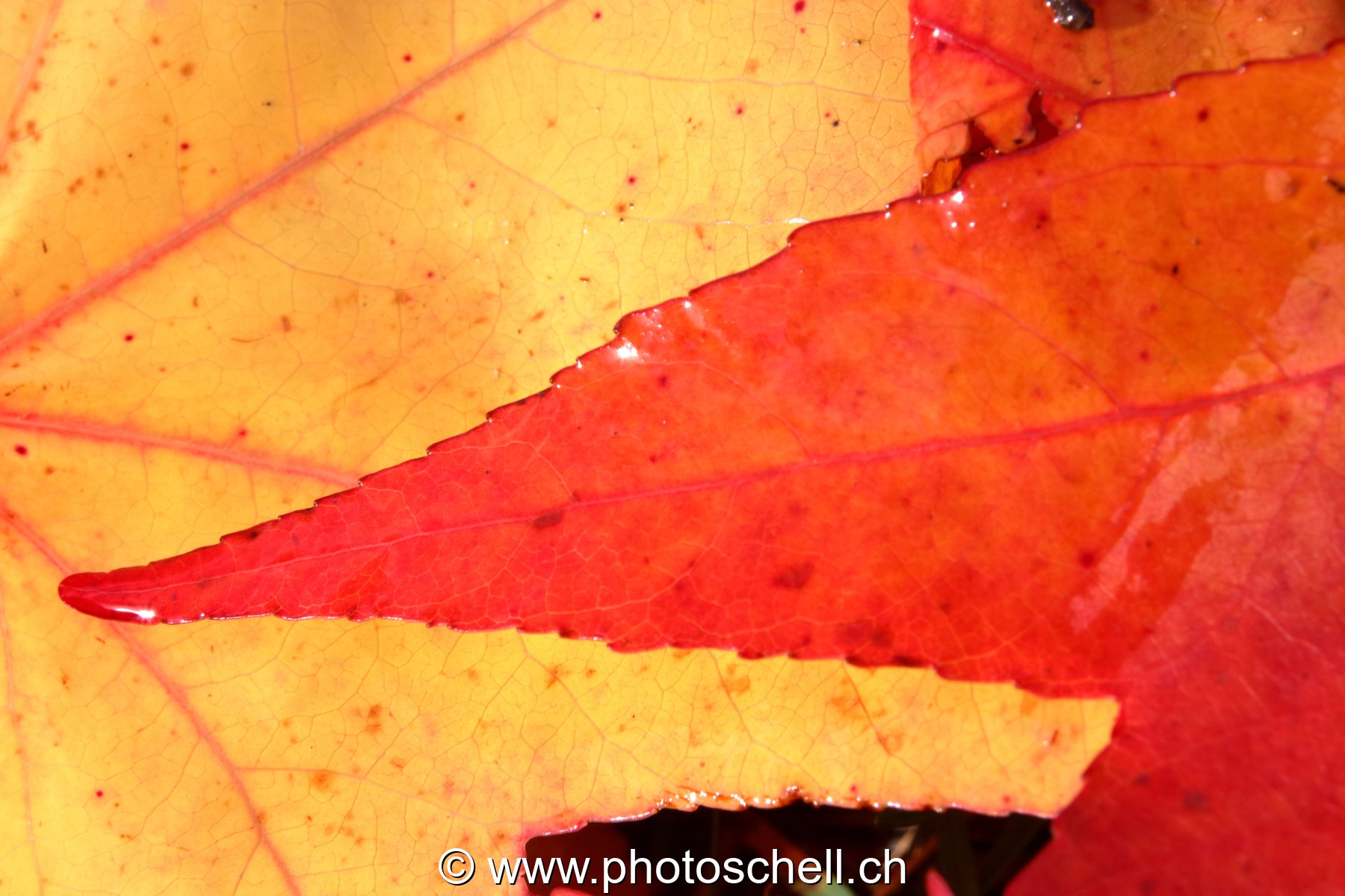 Couleurs d'automne