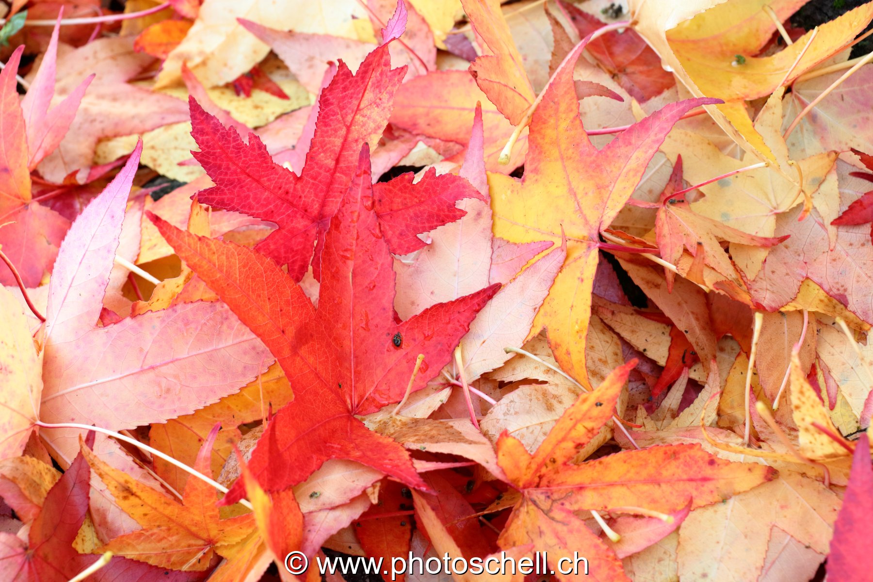 Couleurs d'automne
