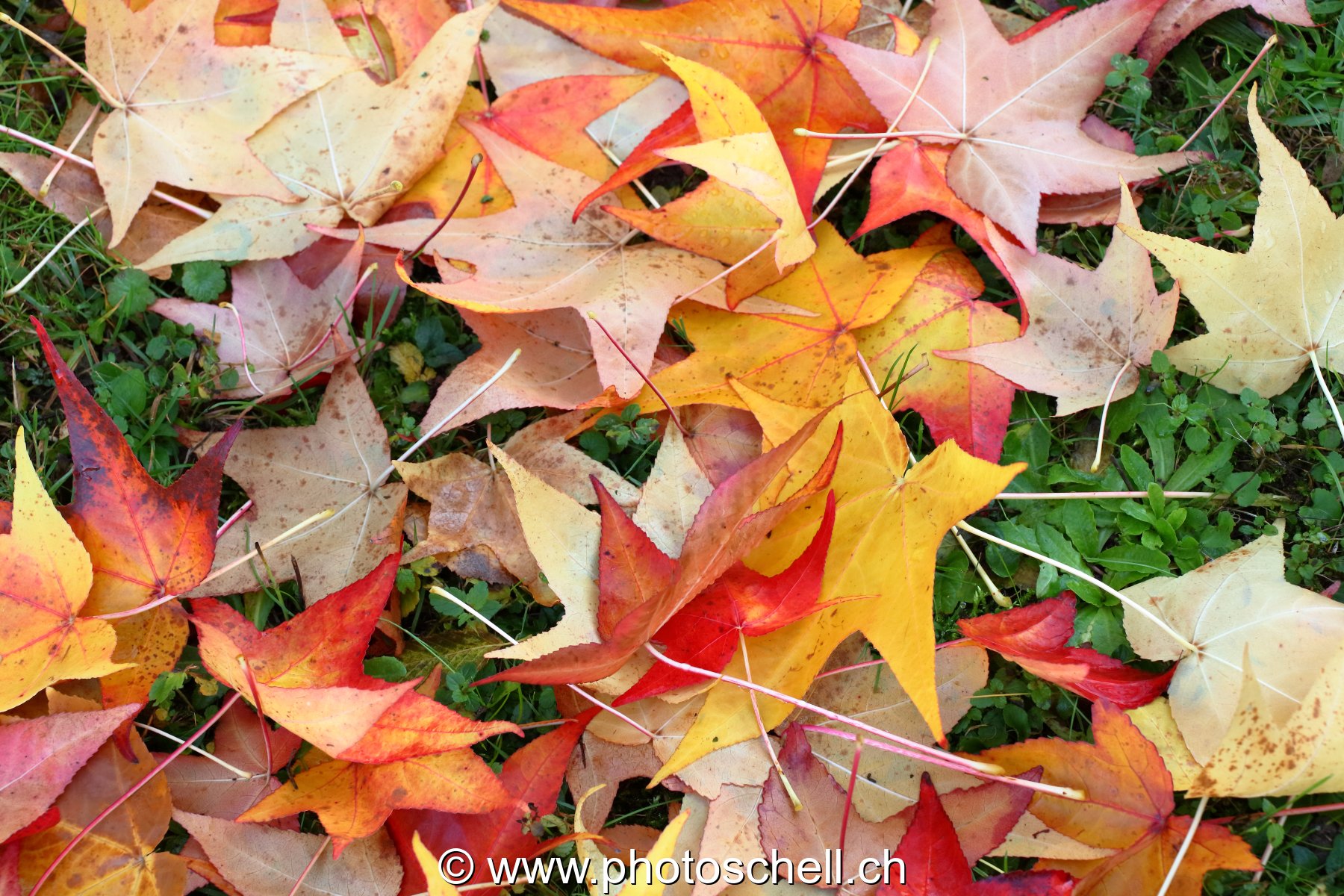 Couleurs d'automne