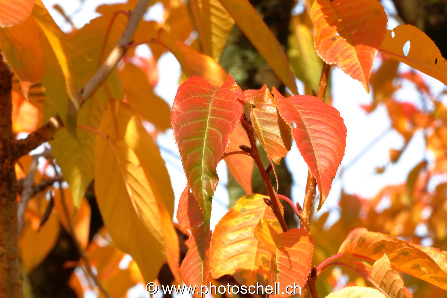Couleurs d'automne
