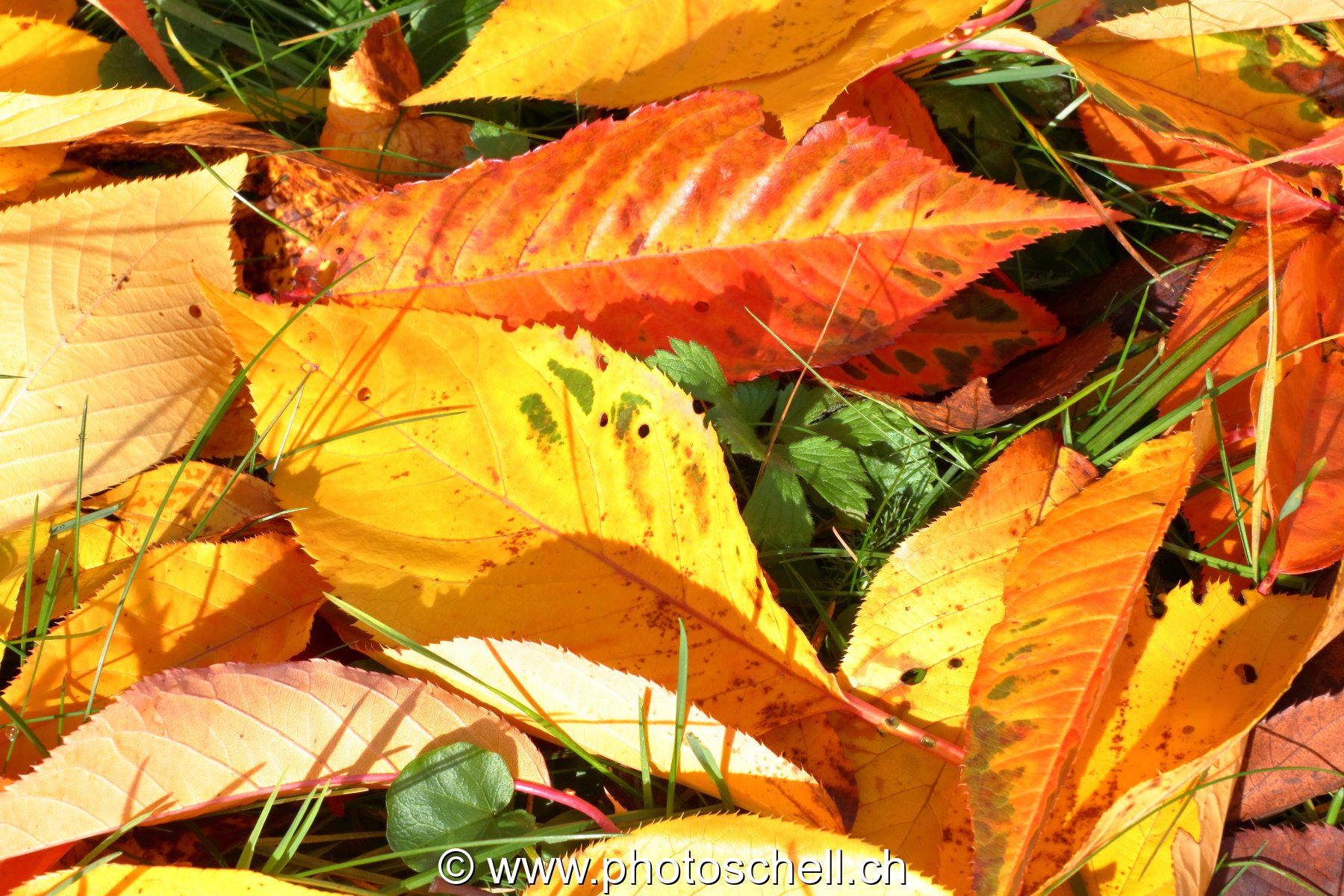 Couleurs d'automne