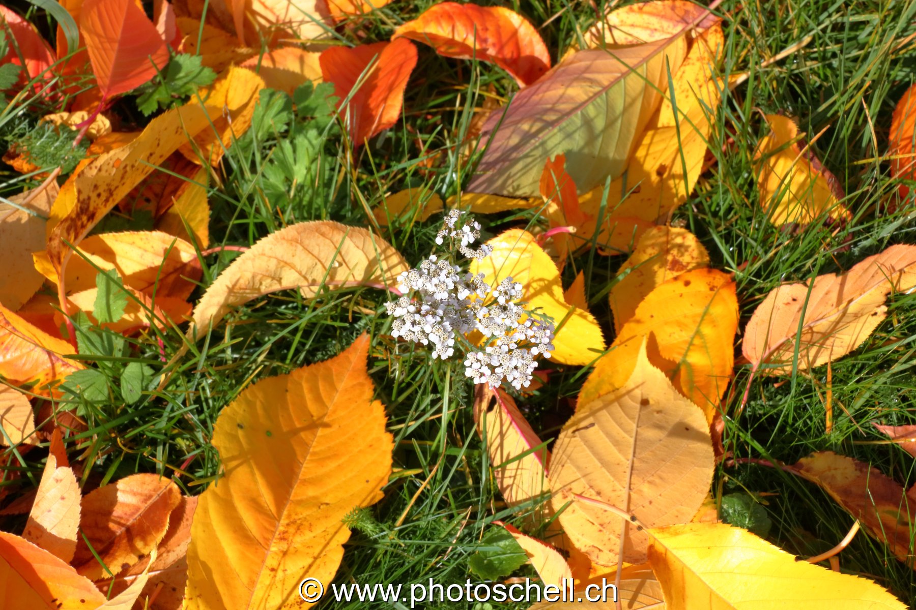 Couleurs d'automne