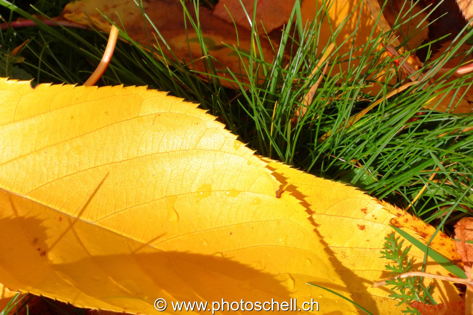 Couleurs d'automne