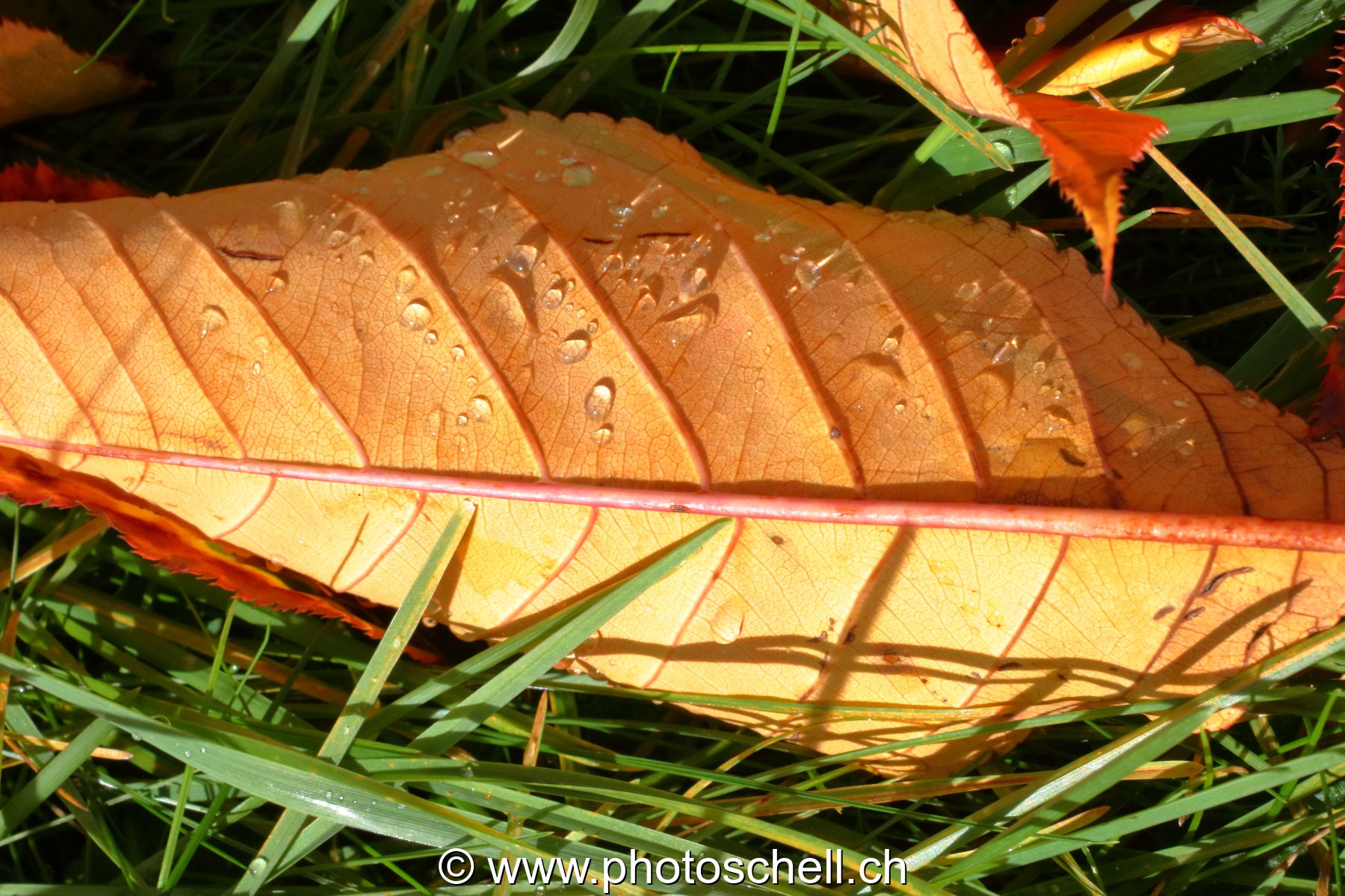 Couleurs d'automne