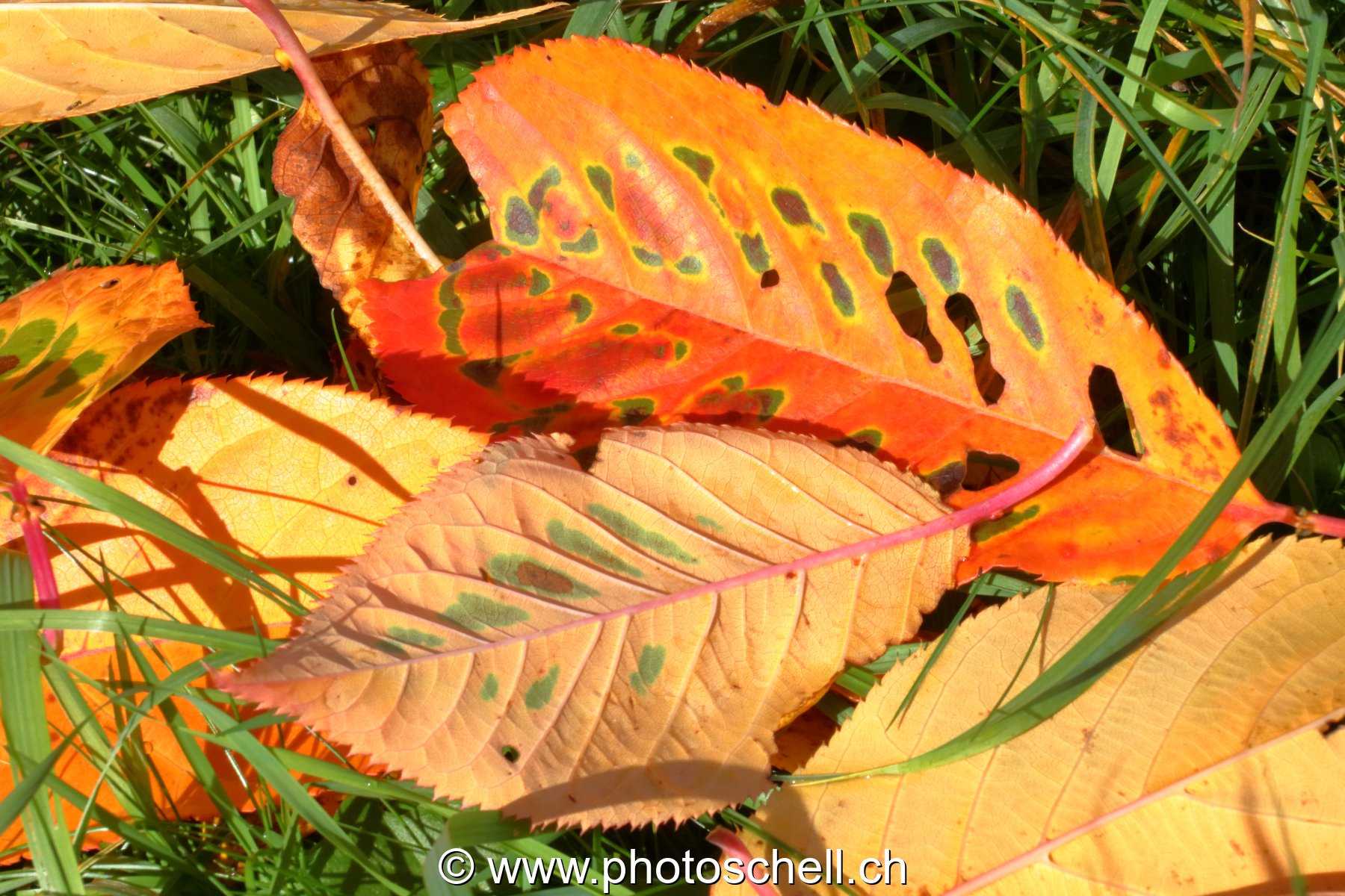 Couleurs d'automne
