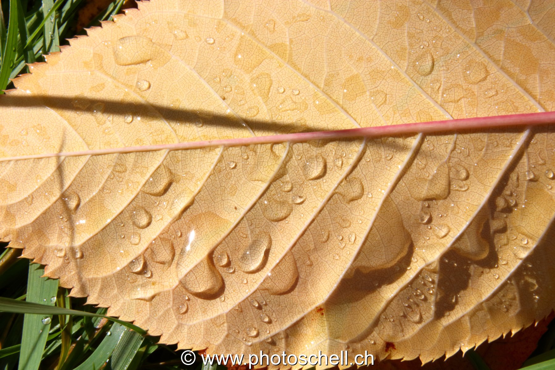 Couleurs d'automne