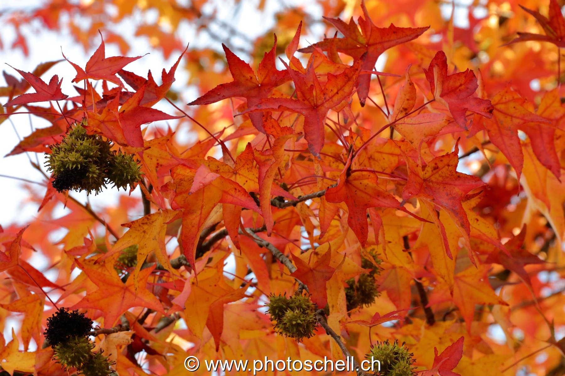 Couleurs d'automne