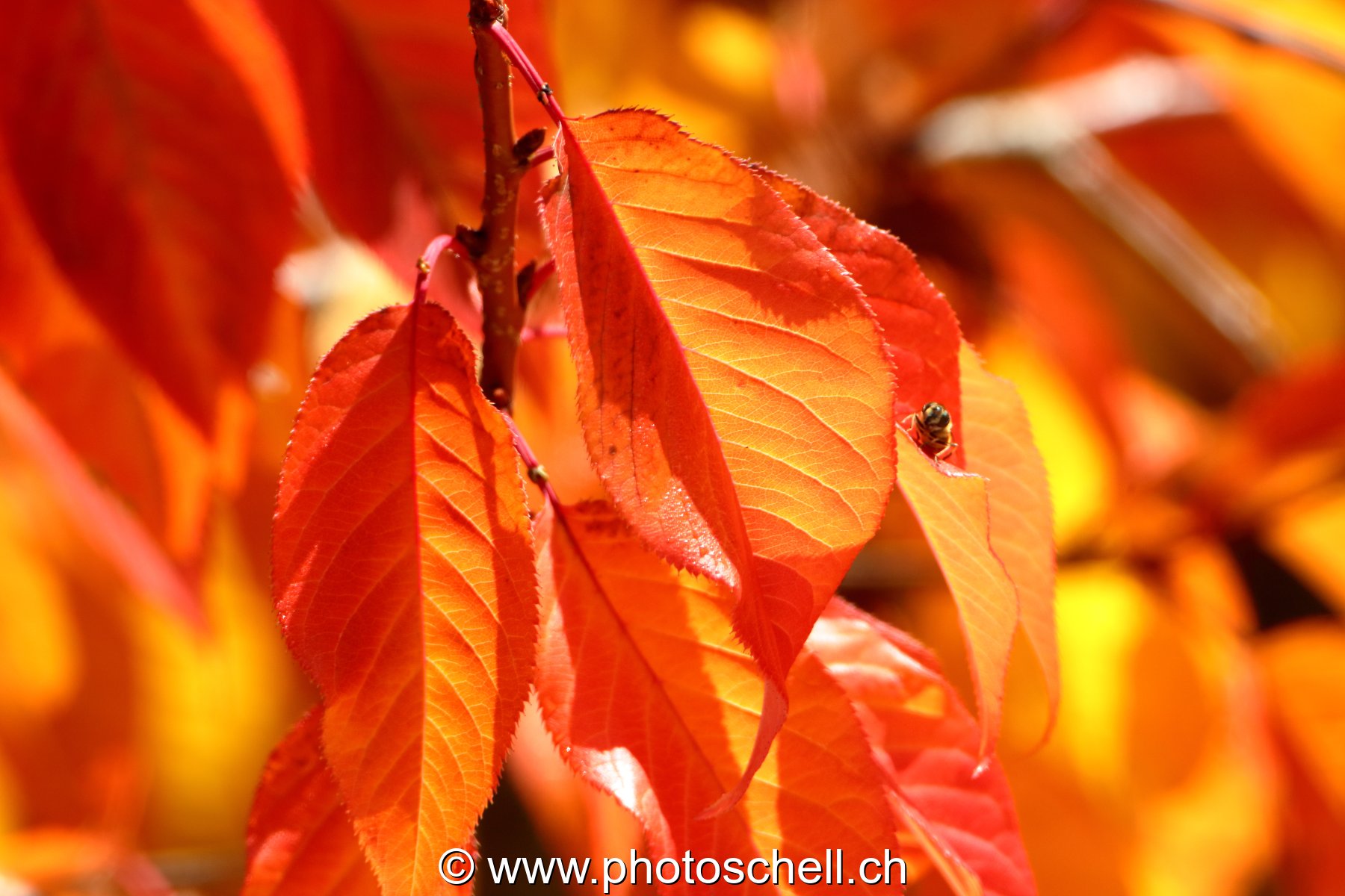 Couleurs d'automne