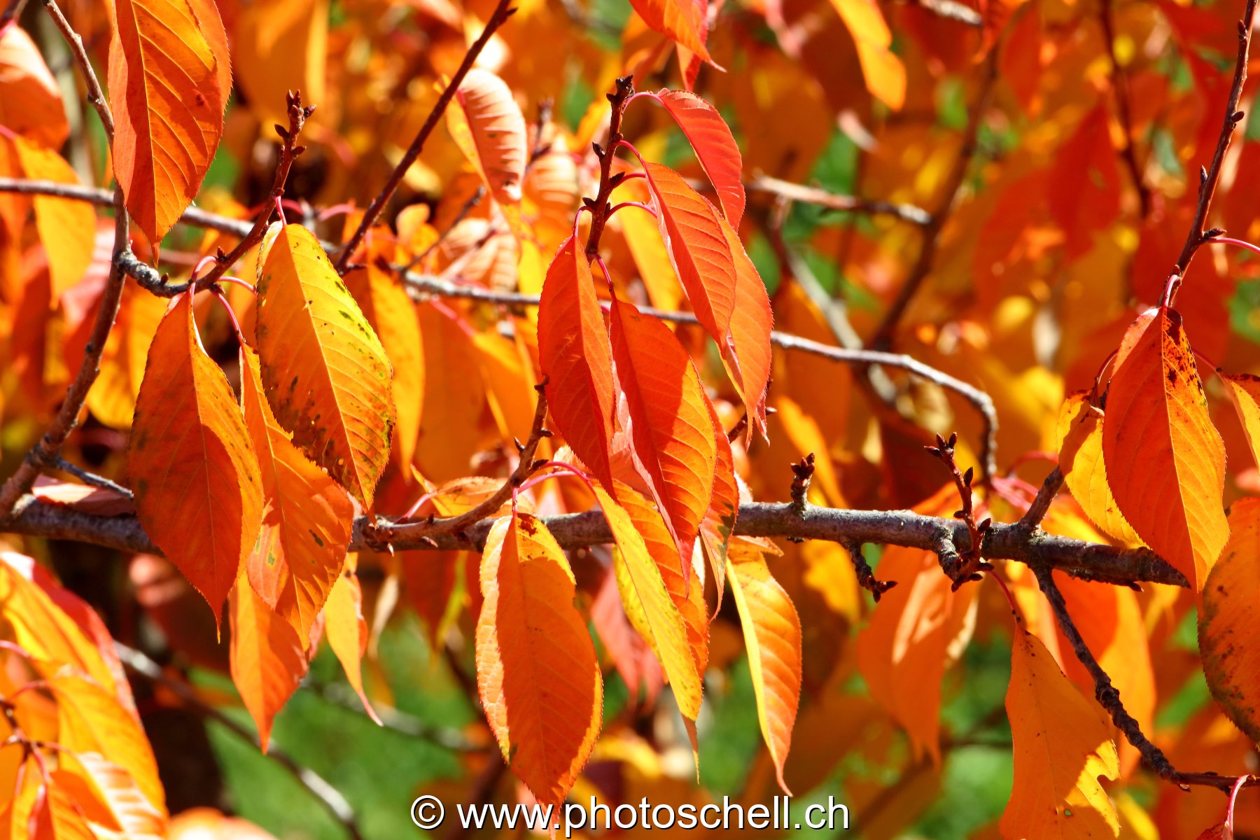 Couleurs d'automne