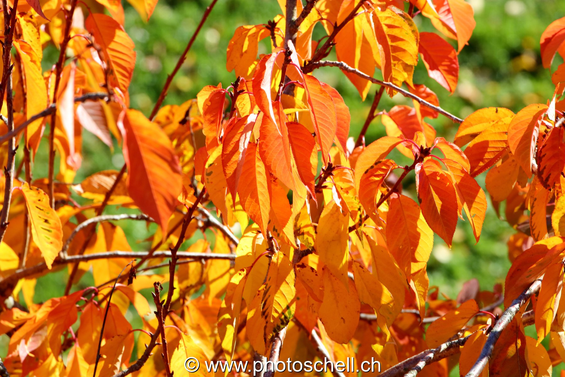 Couleurs d'automne