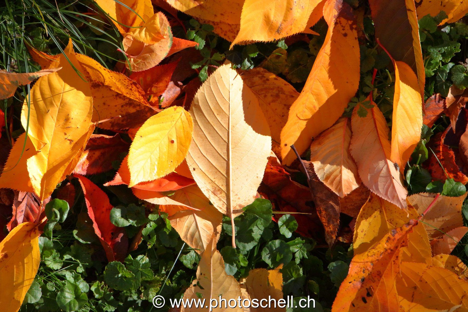 Couleurs d'automne