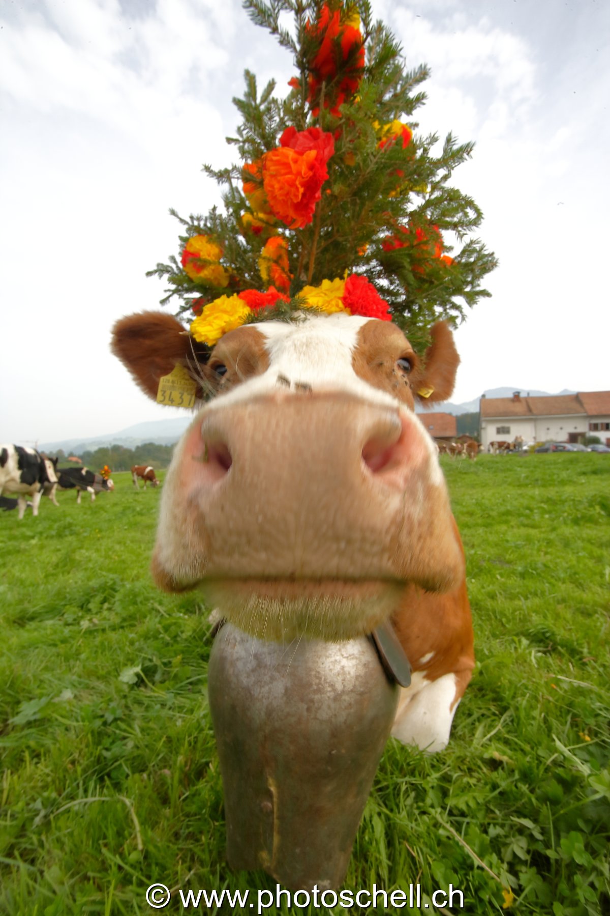 Photo 61