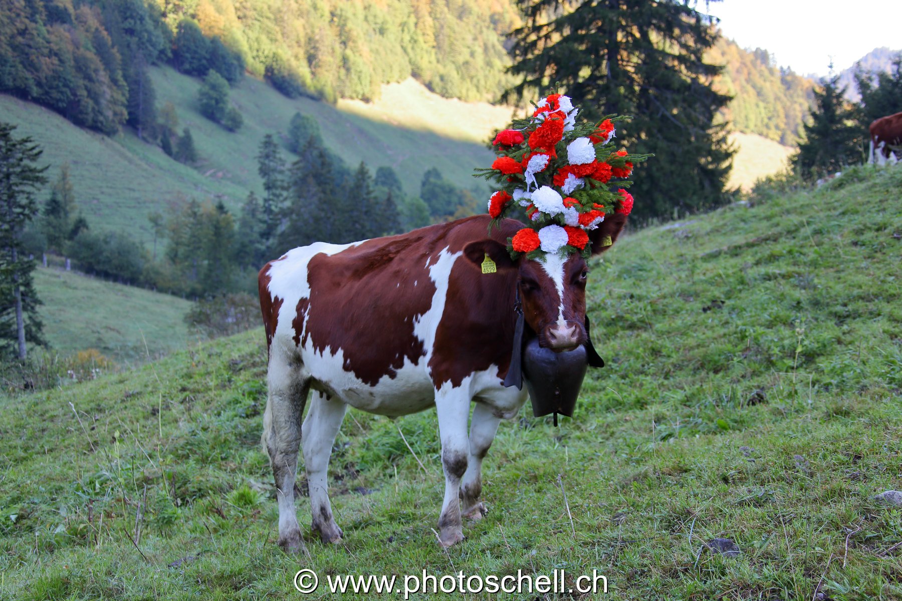 Photo 129
