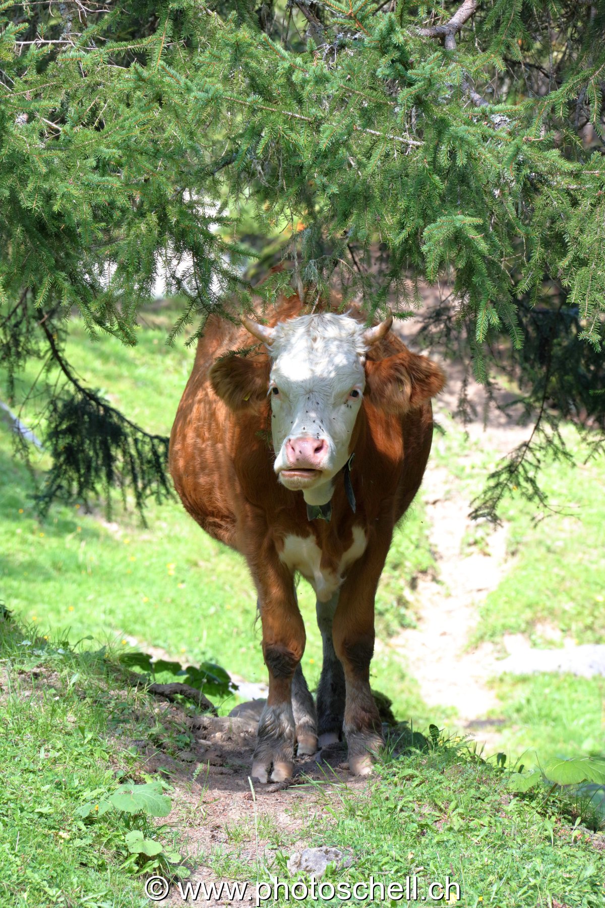 Vache à l'ombre