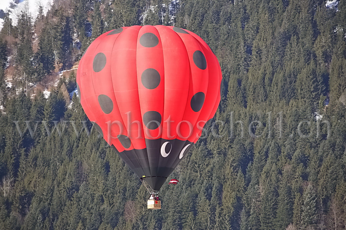 Approche de la coccinelle